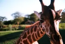 animals giraffes 1680x1050 wallpaper Art HD Wallpaper